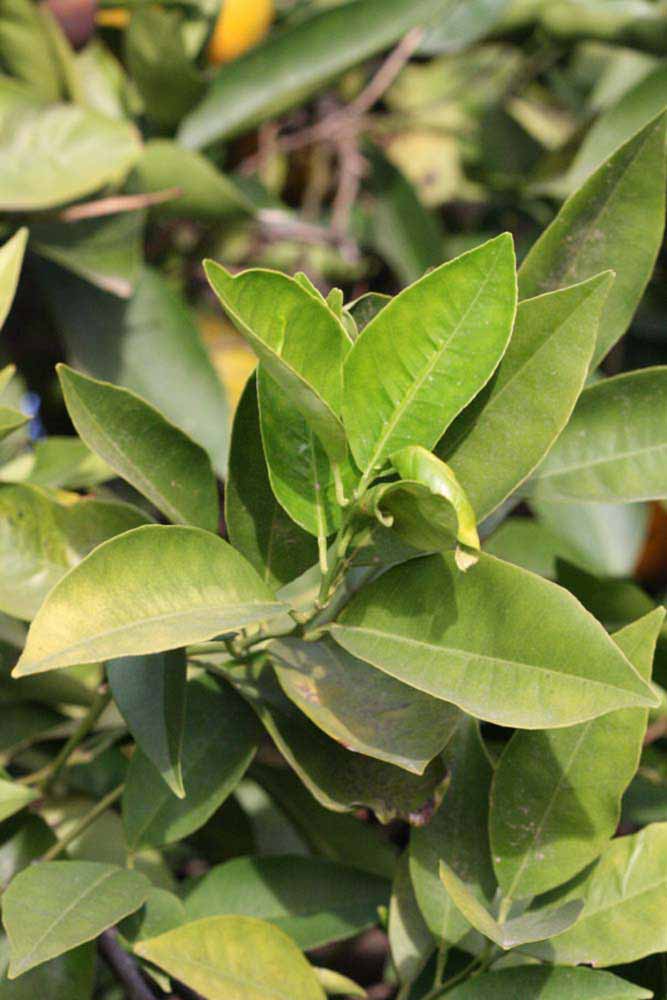            Sun leaves (Vainiglia, Riverside, CA)   